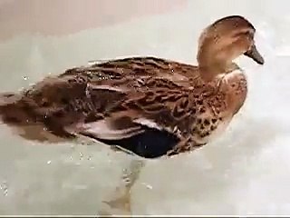 Splish Splash I was Takin' a bath!...