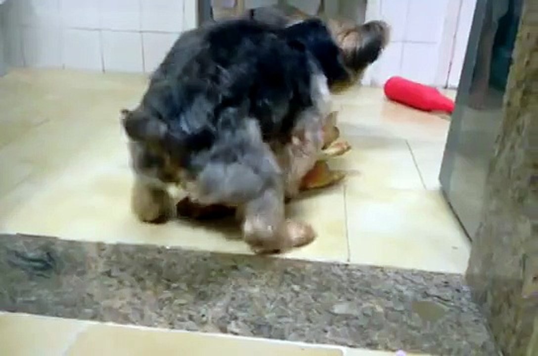 Cachorro comendo 2 porcas