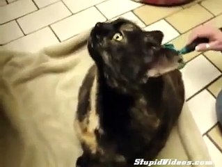 Cat Possessed by Demon