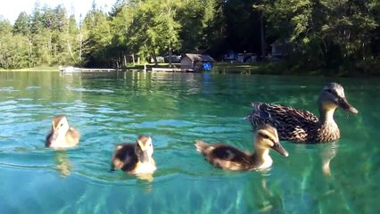 Ducks swimming underwater - crystal clear water - close up -