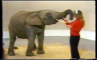 TV Outtakes - Elephant Bloopers
