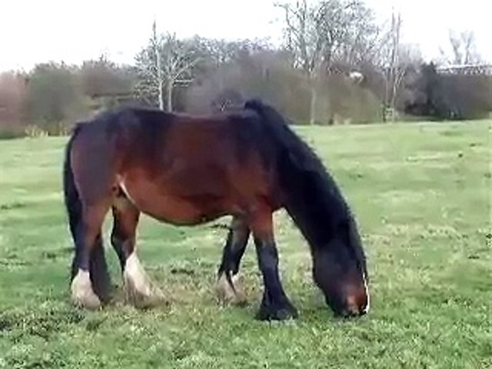 horses grazing in Port Meadow