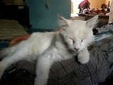 silas y yo despues del terremoto Chile, gato blanco