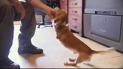 hopp el perro sin patitas