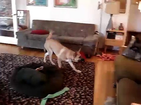 Belgian Malinois Couch Jumping