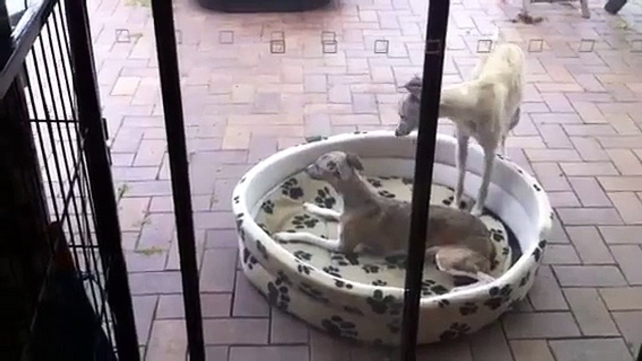 Whippet Whirlpool