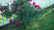 Pruning Your Knockout Roses