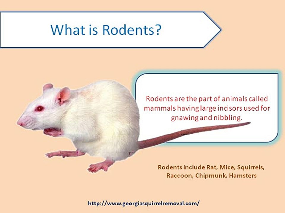 What is Rodent?