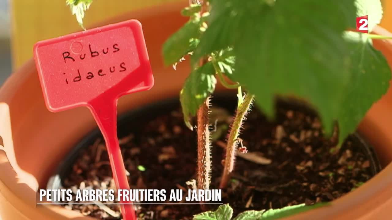 Jardin - Petits arbres fruitiers au jardin - 2015/07/18