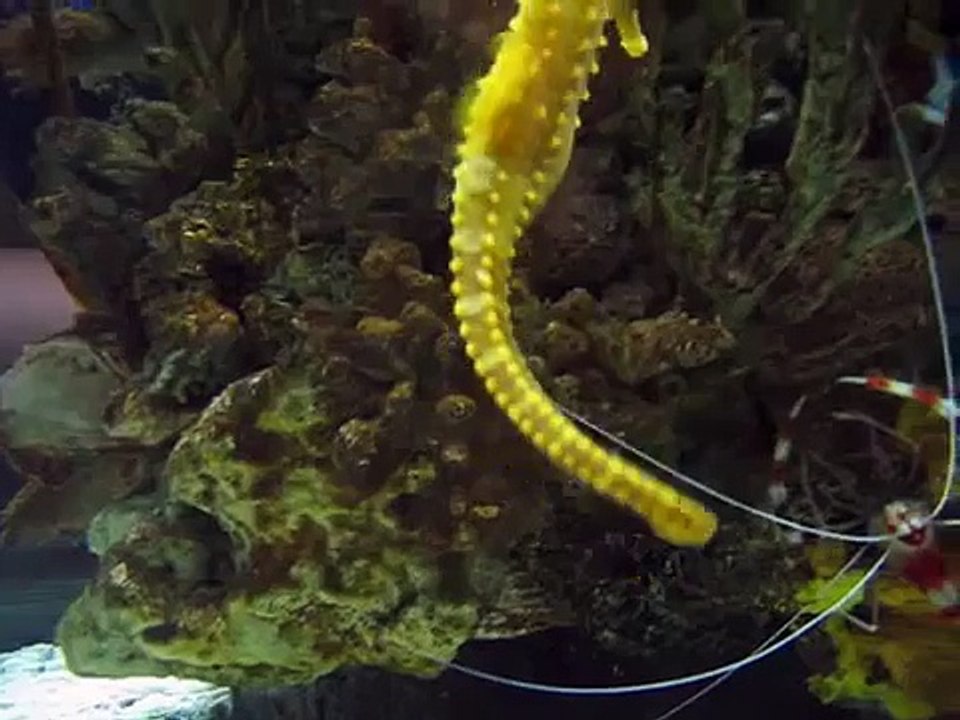 Sea Horse
