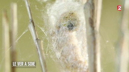 Sciences - Le ver à soie français - 2015/07/18