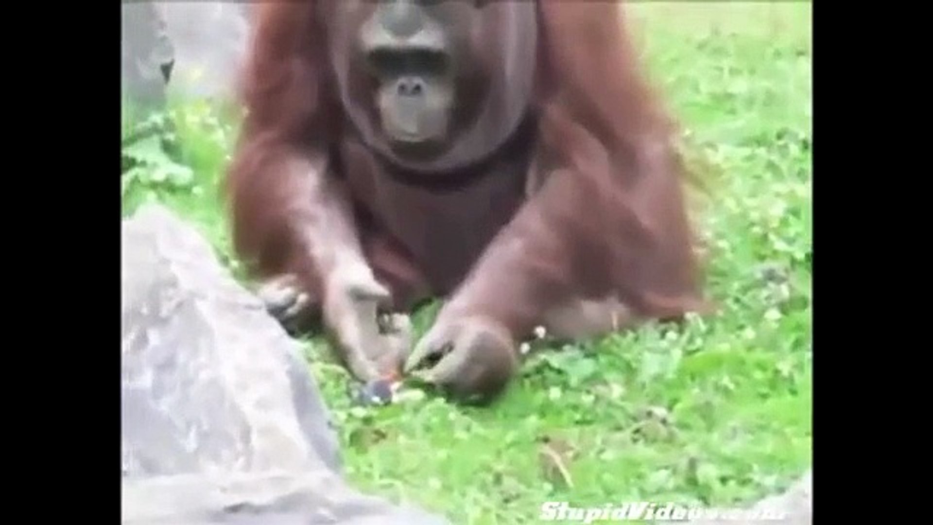 ⁣Animal Souls Animals Save Animals From Death. Amazing