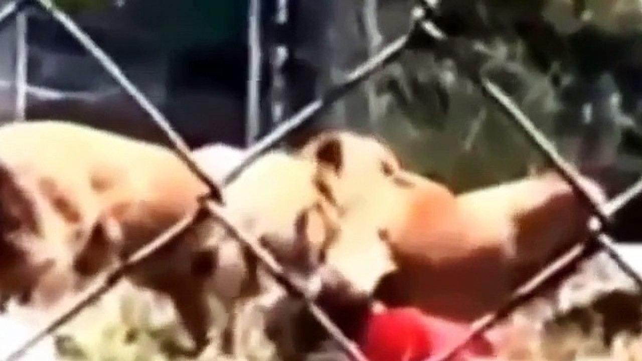 Animals attacking people Animal Attacks On Humans Most Shocking Attacks Caught On Tape YouTube