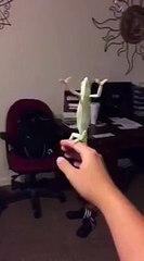 Chameleon Likes Popping Bubbles
