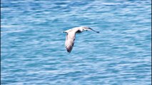 Seagulls Flying over the Sea: Soothing Video / Cute Birds