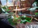 Praying mantis eating a fish. Praying mantis vs. Goldfish