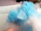 Yoshi the Shih Tzu puppy bullying his toy puppy