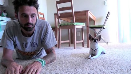 Il s'étend sur le sol, mais ne lâchez pas ce petit chien du regard !