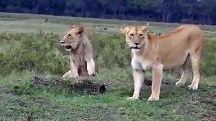 അയ്യേ നാണം കെടുത്തിയല്ലോ ...കാടിന്റെ... - Daily Indian Herald _ Facebook