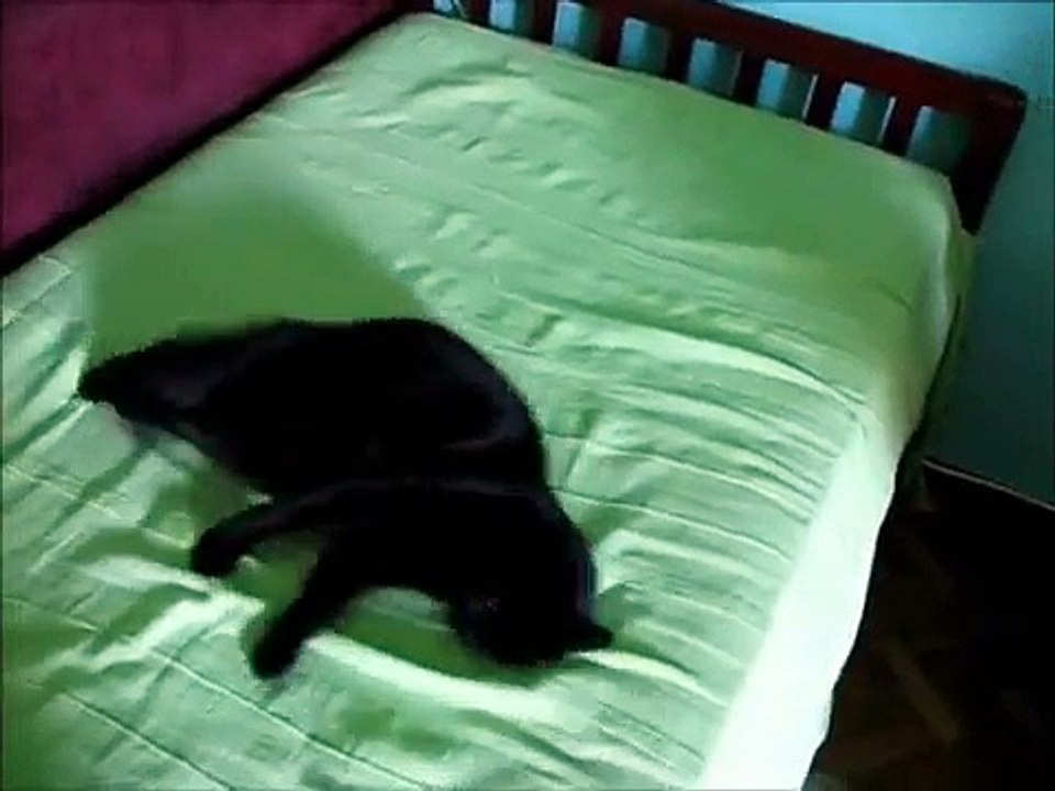 After sex, crazed cat.