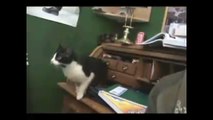 Cats jump FAILs Compilation