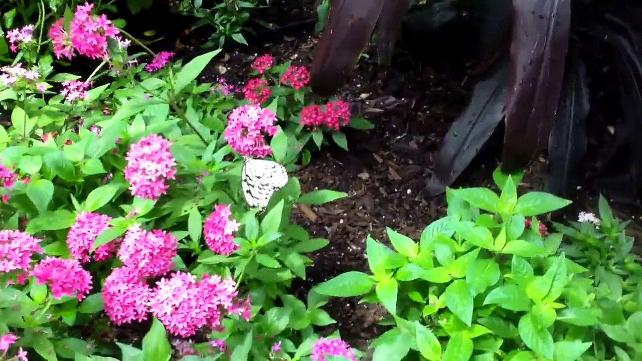 Inside Butterfly House at Callaway Gardens