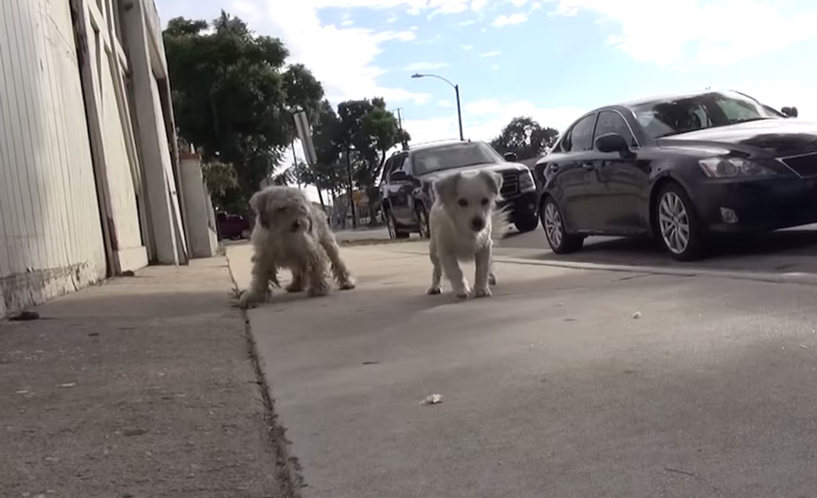 Ce qui va arriver à ces deux chiots va vous laisser sans voix. C'est vraiment stupéfiant.