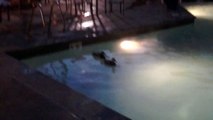 Ducks chilling in Pool, Park City, Utah