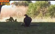 Eagle vs & Attach Cobra,most dangerous wild animals, Wild life Animals hunting