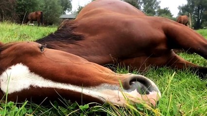 Horse behaviour in slow motion