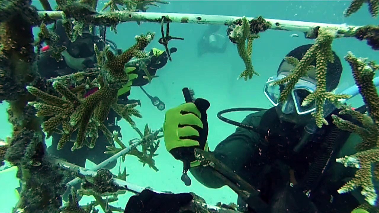 'Korallen-Gärtner' helfen bedrohten Riffen