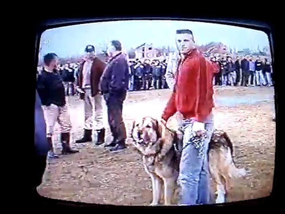 Qent e Sharrit - Sokoli