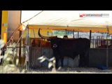 TG 17.07.15 Strappano un corno ad un toro del circo, caccia a 4 balordi nel tarantino