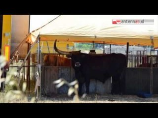 TG 17.07.15 Strappano un corno ad un toro del circo, caccia a 4 balordi nel tarantino
