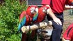 Hand Fed Baby Blue and Gold Macaws for Sale
