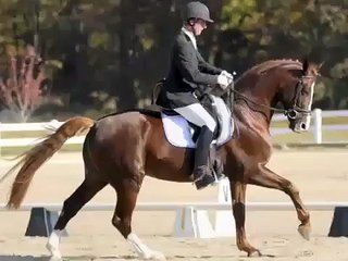 2001 Class I Elite Hanoverian Stallion Rapture R for Sale
