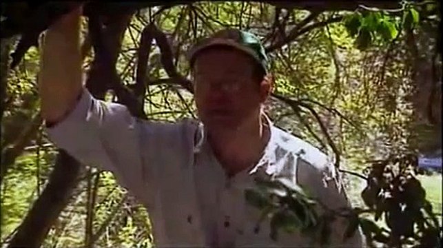 O Nascimento da Mente - Humanos, Quem Somos Nós?