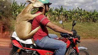 Animals Riding with People On Motorcycles[1]