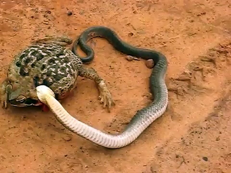 Cobra ataca sapo.