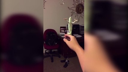 A Chameleon loves to pop bubbles!