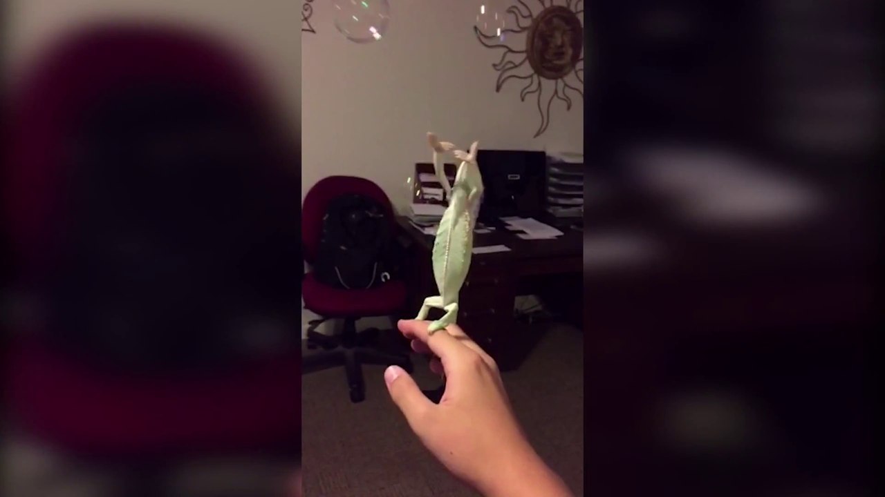 Ce caméléon adore éclater les bulles de savon! Trop chou...