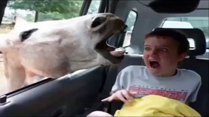 Funny Animals طرائف الحيوانات روعة