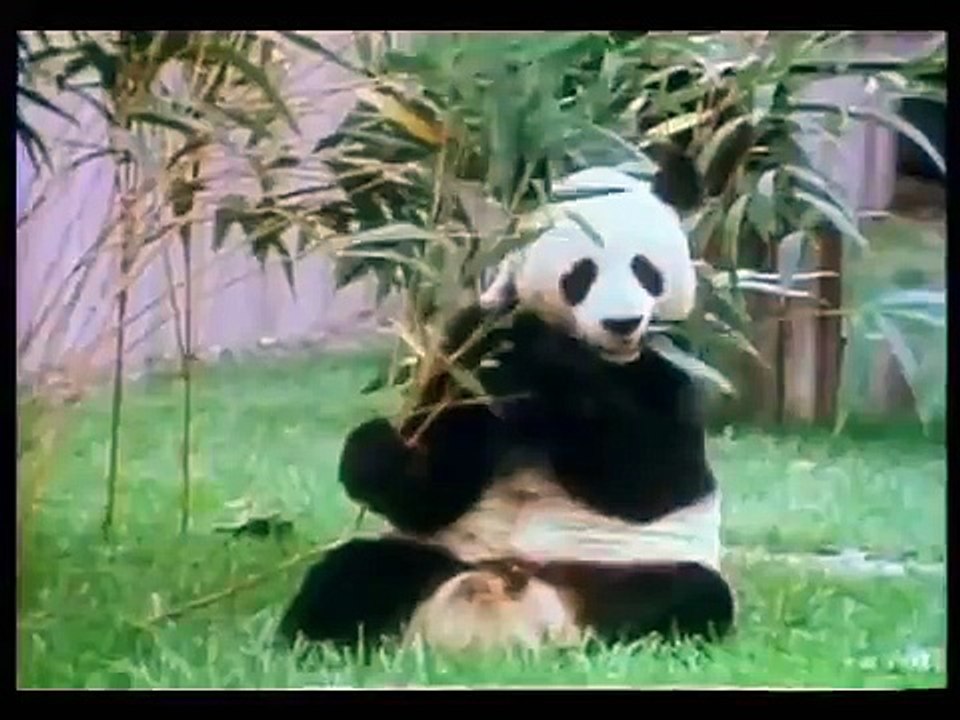 Sesame Street Giant Panda video Dailymotion