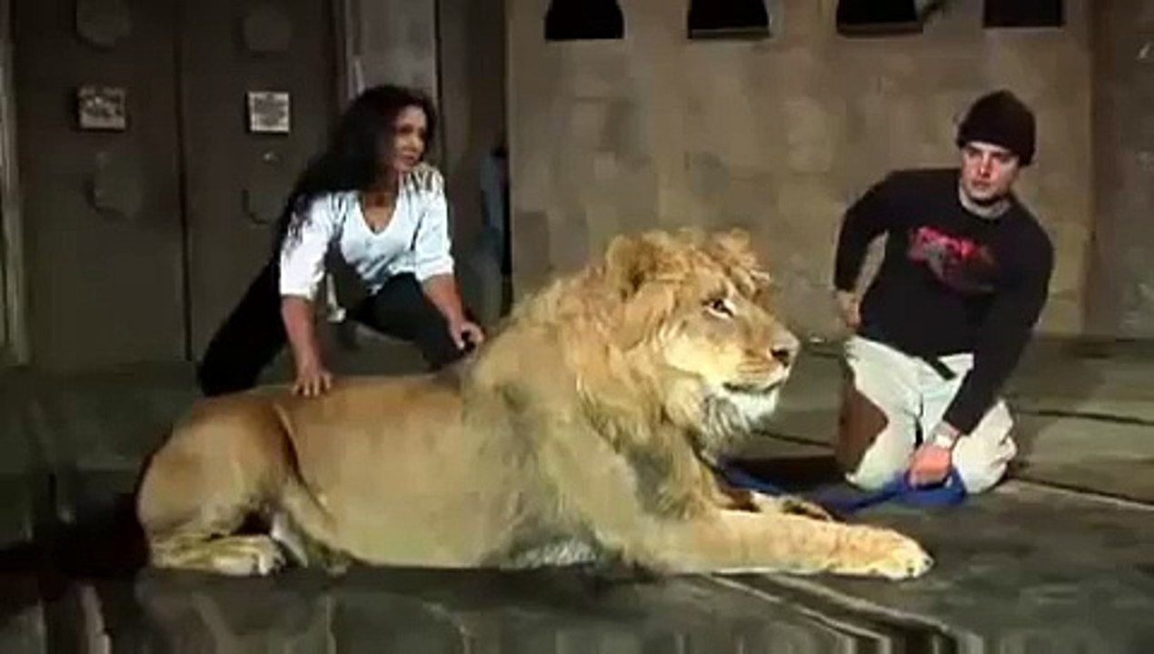 Fotoğraf Çekiminde Aslan Saldırısı