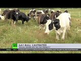 'Gay bull' saved from butcher's knife, castrated over fears he is bisexual