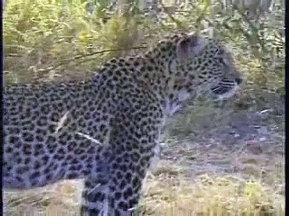 Female Leopard & Cub
