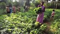 Growing Forward - Building a food secure future in South Asia (Trailer)