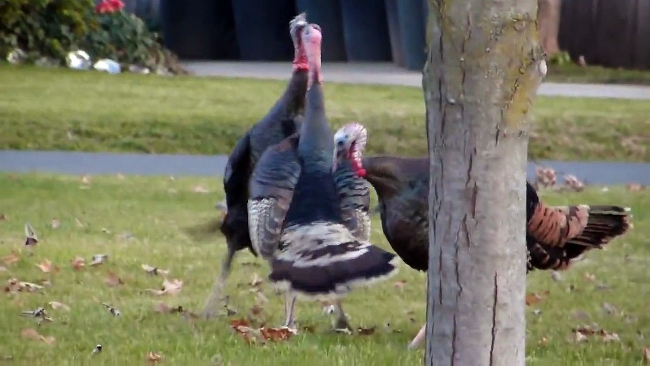 Tom turkeys fighting for the prize, the hen! P1010272.MP4