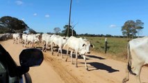 Brazilian cowboys and their Zebu cattle