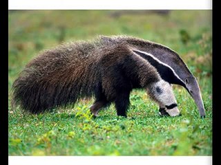 The World's Strangest Animals